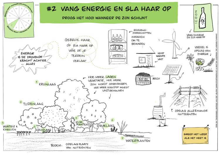 Ontwerpprincipe #2 permacultuur, juni 2023